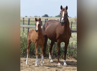 Hanoverian, Mare, 19 years, 16.1 hh, Chestnut-Red