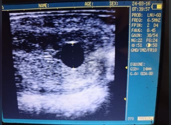 Hanoverian, Mare, 19 years, 16.1 hh, Chestnut-Red