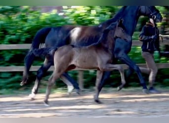 Hanoverian, Mare, 19 years, 16.2 hh, Black