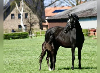 Hanoverian, Mare, 19 years, 16.2 hh, Black