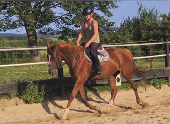 Hanoverian, Mare, 19 years, 16,2 hh, Chestnut-Red