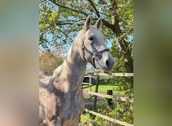 Hanoverian, Mare, 19 years, 16,2 hh, Gray-Fleabitten