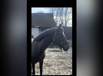 Hanoverian, Mare, 19 years, 16 hh, Brown