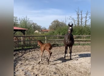 Hanoverian, Mare, 19 years, 16 hh, Brown