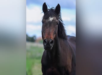 Hanoverian, Mare, 19 years, 16 hh, Brown