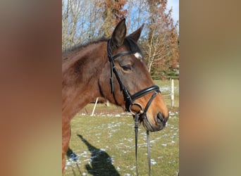 Hanoverian, Mare, 19 years, 16 hh, Brown