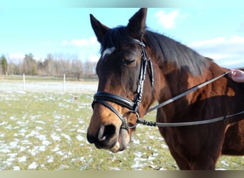 Hanoverian, Mare, 19 years, 16 hh, Brown