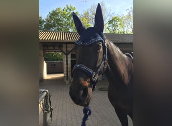 Hanoverian, Mare, 19 years, 16 hh, Smoky-Black