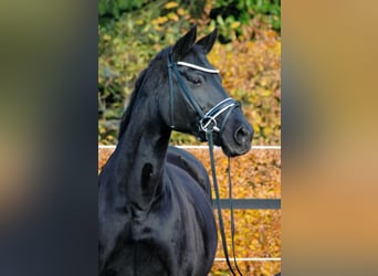 Hanoverian, Mare, 19 years, 16 hh, Smoky-Black