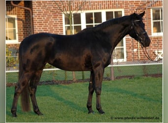 Hanoverian, Mare, 19 years, 16 hh, Smoky-Black
