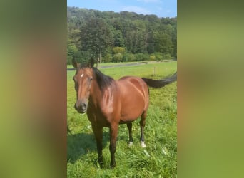 Hanoverian, Mare, 19 years, 16,1 hh, Brown