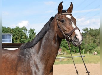 Hanoverian, Mare, 19 years, 16,1 hh, Brown