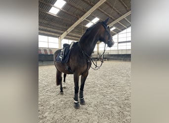 Hanoverian, Mare, 19 years, 16,2 hh, Bay-Dark