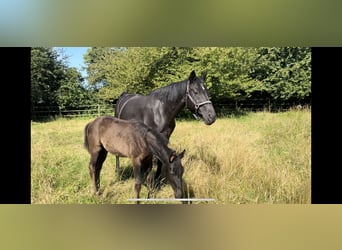 Hanoverian, Mare, 19 years, 17 hh, Black