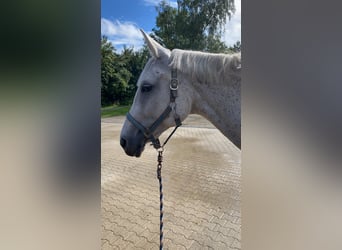 Hanoverian, Mare, 19 years, 17 hh, Gray-Fleabitten