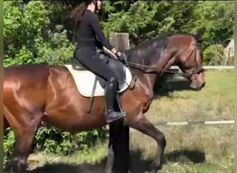 Hanoverian, Mare, 19 years, Brown