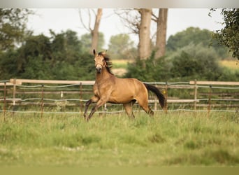 Hannoveraner, Stute, 1 Jahr, 14,1 hh, Braunfalbschimmel