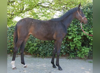 Hanoverian, Mare, 1 year, 14.2 hh