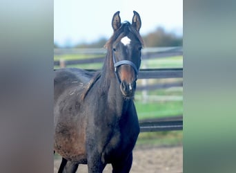 Hanoverian, Mare, 1 year, 15,1 hh, Bay-Dark