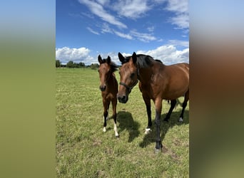 Hanoverian, Mare, 1 year, 15,3 hh, Brown