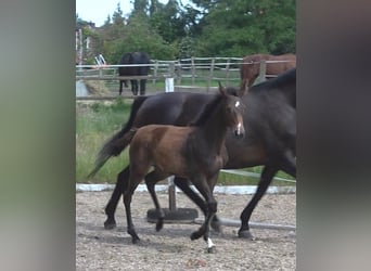 Hanoverian, Mare, 1 year, 16,1 hh, Bay-Dark