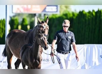 Hanoverian, Mare, 1 year, 16.1 hh, Bay-Dark