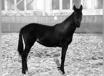 Hanoverian, Mare, 1 year, 16.1 hh, Bay-Dark