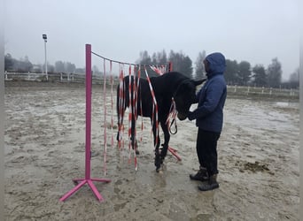 Hanoverian, Mare, 1 year, 16.1 hh, Bay-Dark