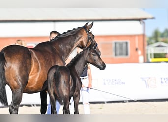 Hanoverian, Mare, 1 year, 16.1 hh, Bay-Dark