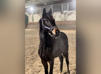 Hanoverian, Mare, 1 year, 16.1 hh, Bay-Dark