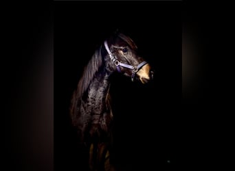 Hanoverian, Mare, 1 year, 16.1 hh, Bay-Dark