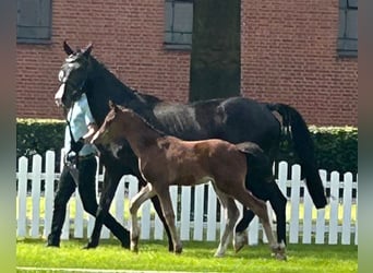 Hanoverian, Mare, 1 year, 16,1 hh, Brown