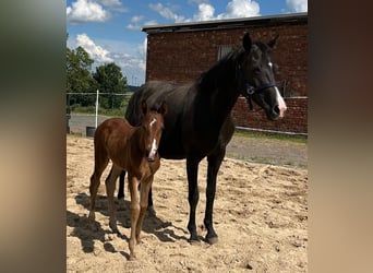 Hanoverian, Mare, 1 year, 16,1 hh, Brown