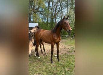 Hanoverian, Mare, 1 year, 16.1 hh, Brown