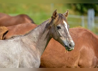 Hanoverian, Mare, 1 year, 16.1 hh, Can be white