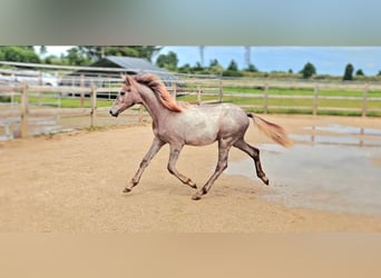 Hanoverian, Mare, 1 year, 16.1 hh, Can be white