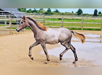 Hanoverian, Mare, 1 year, 16.1 hh, Can be white
