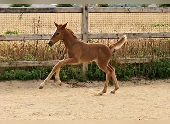 Hanoverian, Mare, 1 year, 16.1 hh, Can be white