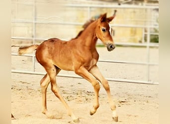 Hanoverian, Mare, 1 year, 16.1 hh, Can be white