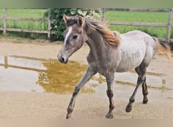 Hanoverian, Mare, 1 year, 16.1 hh, Can be white