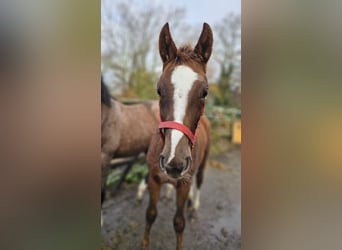 Hanoverian, Mare, 1 year, 16.1 hh, Chestnut-Red