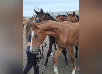 Hanoverian, Mare, 1 year, 16,1 hh, Chestnut-Red