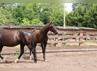 Hanoverian, Mare, 1 year, 16,1 hh, Smoky-Black