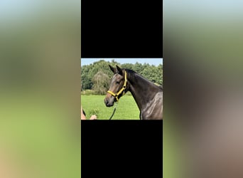 Hanoverian, Mare, 1 year, 16,2 hh, Bay-Dark