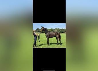 Hanoverian, Mare, 1 year, 16,2 hh, Bay-Dark