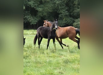 Hanoverian, Mare, 1 year, 16.2 hh, Black