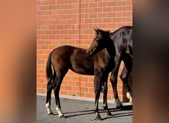 Hanoverian, Mare, 1 year, 16.2 hh, Brown