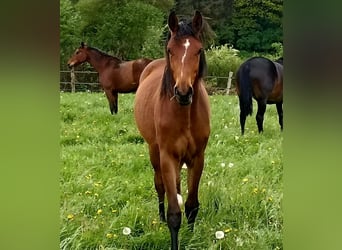 Hanoverian, Mare, 1 year, 16.2 hh, Brown