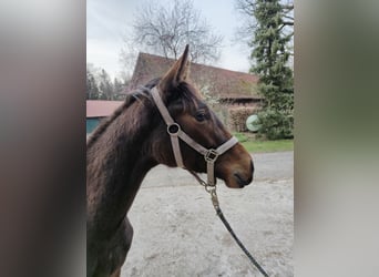 Hanoverian, Mare, 1 year, 16.2 hh, Brown