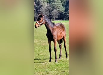 Hanoverian, Mare, 1 year, 16.2 hh, Brown